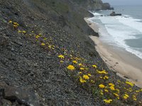 P, Faro, Vila do Bispo, Praia da Cordoama 73, Saxifraga-Willem van Kruijsbergen