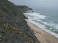 P, Faro, Vila do Bispo, Praia da Cordoama 74, Saxifraga-Willem van Kruijsbergen