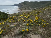 P, Faro, Vila do Bispo, Praia da Cordoama 75, Saxifraga-Willem van Kruijsbergen