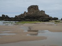 P, Faro, Vila do Bispo, Praia de Castelejo 68, Saxifraga-Willem van Kruijsbergen