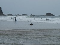 P, Faro, Vila do Bispo, Praia de Castelejo 99, Saxifraga-Willem van Kruijsbergen