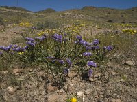 E, Almeria, Nijar, Cabo de Gata 100, Saxifraga-Willem van Kruijsbergen