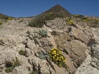 E, Almeria, Nijar, Cabo de Gata 36, Saxifraga-Willem van Kruijsbergen