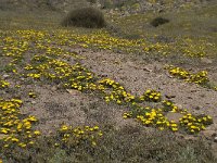 E, Almeria, Nijar, Cabo de Gata 90, Saxifraga-Willem van Kruijsbergen