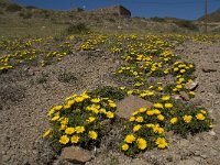 E, Almeria, Nijar, Cabo de Gata 92, Saxifraga-Willem van Kruijsbergen