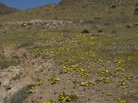 E, Almeria, Nijar, Cabo de Gata 95, Saxifraga-Willem van Kruijsbergen