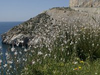 E, Granada, Gualchos, Castell de Ferro 9, Saxifraga-Jan van der Straaten