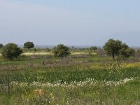 GR, Evros, Alexandroupolis, Evros Delta 60, Saxifraga-Dirk Hilbers