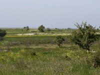 GR, Evros, Alexandroupolis, Evros Delta 61, Saxifraga-Dirk Hilbers