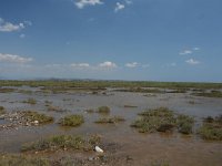 GR, Kentrikí Makedhonía, Delta, Axios-Loudias Delta 4, Saxifraga-Dirk Hilbers