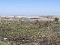 RO, Tulcea, Somova, Dunarea floodplain 1, Saxifraga-Tom Heijnen