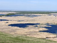 RO, Tulcea, Somova, Dunarea floodplain 4, Saxifraga-Tom Heijnen