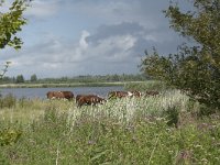 NL, Friesland, Noardeast-Fryslan, Lauwersmeer 14, Saxifraga-Willem van Kruijsbergen