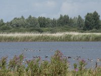 NL, Friesland, Noardeast-Fryslan, Lauwersmeer 15, Saxifraga-Willem van Kruijsbergen