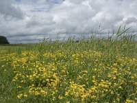 NL, Friesland, Noardeast-Fryslan, Lauwersmeer 26, Saxifraga-Willem van Kruijsbergen