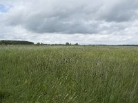 NL, Friesland, Noardeast-Fryslan, Lauwersmeer 8, Saxifraga-Willem van Kruijsbergen