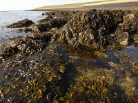 NL, Noord-Holland, Texel, 't Horntje 1, Foto Fitis-Sytske Dijksen