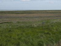 NL, Noord-Holland, Texel, De Schorren 2, Saxifraga-Jan van der Straaten