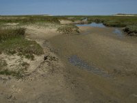 NL, Noord-Holland, Texel, Slufter 26, Saxifraga-Jan van der Straaten