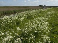 NL, Noord-Holland, Texel, Waal en Burg 2, Saxifraga-Jan van der Straaten