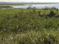 NL, Noord-Brabant, Bergen op Zoom, Hildernisse 11, Saxifraga-Jan van der Straaten