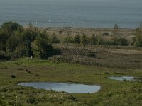 NL, Noord-Brabant, Bergen op Zoom, Hildernisse 18, Saxifraga-Jan van der Straaten