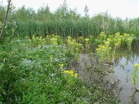 NL, Overijssel, Kampen, IJsselmonding 3, Saxifraga-Mark Zekhuis