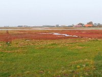 NL, Zeeland, Schouwen-Duiveland, Prunje 1, Saxifraga-Tom Heijnen