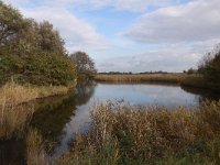 NL, Zeeland, Veere, Westkapelle - Oostkreek 1, Saxifraga-Peter Meininger