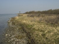 NL, Zuid-Holland, Dirksland, Slikken van Flakkee 14, Saxifraga-Jan van der Straaten