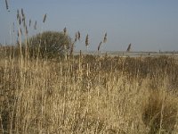 NL, Zuid-Holland, Dirksland, Slikken van Flakkee 7, Saxifraga-Jan van der Straaten