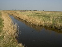 NL, Zuid-Holland, Goeree-Overflakkee, De Vingerling 3, Saxifraga-Jan van der Straaten