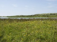 NL, Zuid-Holland, Goeree-Overflakkee, Kwade Hoek 31, Saxifraga-Willem van Kruijsbergen