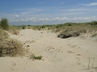 NL, Zuid-Holland, Goeree-Overflakkee, Kwade Hoek 42, Saxifraga-Willem van Kruijsbergen