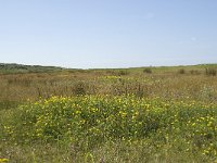 NL, Zuid-Holland, Goeree-Overflakkee, Kwade Hoek 48, Saxifraga-Willem van Kruijsbergen