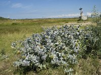 NL, Zuid-Holland, Goeree-Overflakkee, Kwade Hoek 53, Saxifraga-Willem van Kruijsbergen