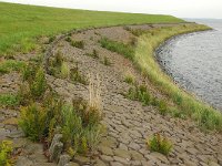 NL, Zuid-Holland, Goeree-Overflakkee, Preekhillpolder 2, Foto Fitis-Sytske Dijksen