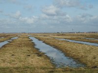 NL, Zuid-Holland, Strijen, Het Oudeland van Strijen 13, Saxifraga-Jan van der Straaten