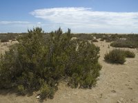 E, Tarragona, Deltebre, Eucalyptus 4, Saxifraga-Marijke Verhagen