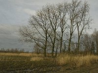 NL, Noord-Brabant, Altena, Klein Maltha 1, Saxifraga-Jan van der Straaten