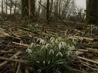 NL, Noord-Brabant, Altena, Klein Maltha 2, Saxifraga-Jan van der Straaten