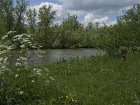 NL, Noord-Brabant, Drimmelen, Keesjes Jan Killeke 7, Saxifraga-Jan van der Straaten