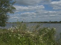 NL, Noord-Brabant, Drimmelen, Noorderplaat 2, Saxifraga-Jan van der Straaten