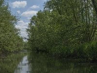 NL, Noord-Brabant, Drimmelen, Vijf Ambachten 4, Saxifraga-Jan van der Straaten