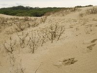 E, Cadiz, Tarifa, Bolonia 18, Saxifraga-Jan van der Straaten