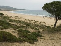 E, Cadiz, Tarifa, Bolonia, Duna de Bolonia 6, Saxifraga-Willem van Kruijsbergen