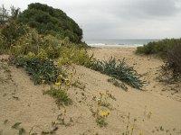 E, Cadiz, Tarifa, El Lentiscal 2, Saxifraga-Willem van Kruijsbergen