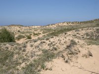 E, Cantabria, Liencres, Dunas de Liencres 70, Saxifraga-Willem van Kruijsbergen