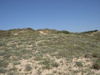 E, Cantabria, Liencres, Dunas de Liencres 78, Saxifraga-Willem van Kruijsbergen