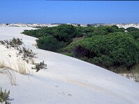 E, Huelva, Almonte, Matelascanas 38, Saxifraga-Jan van der Straaten
